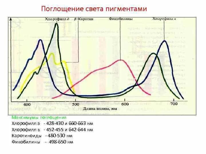 Спектр поглощения фотосинтетических пигментов. Спектры поглощения пигментов растений. Спектр поглощения хлорофиллов и каротиноидов. Спектр поглощения хлорофилла имеет максимумы. Хлорофиллы поглощают свет