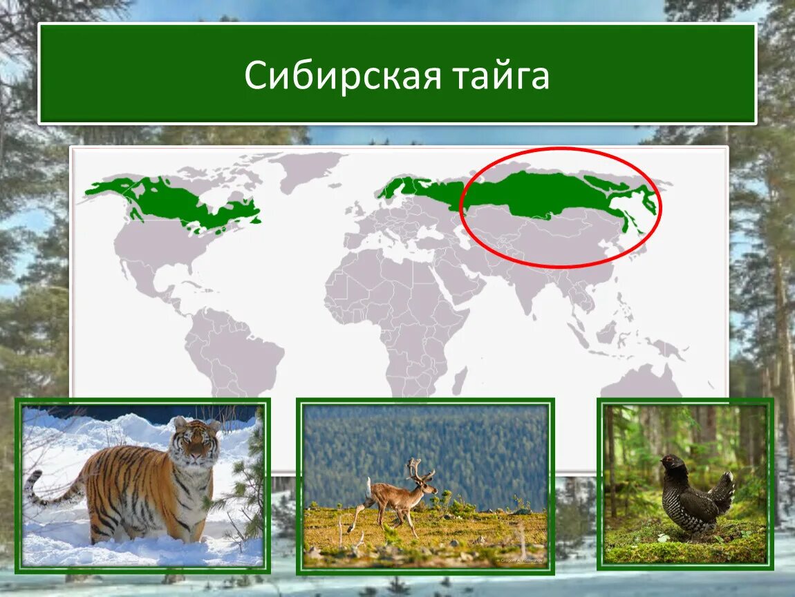 Тайга на карте. Тайга на карте России. Сибирская Тайга на карте. Тайга изображение на карте.