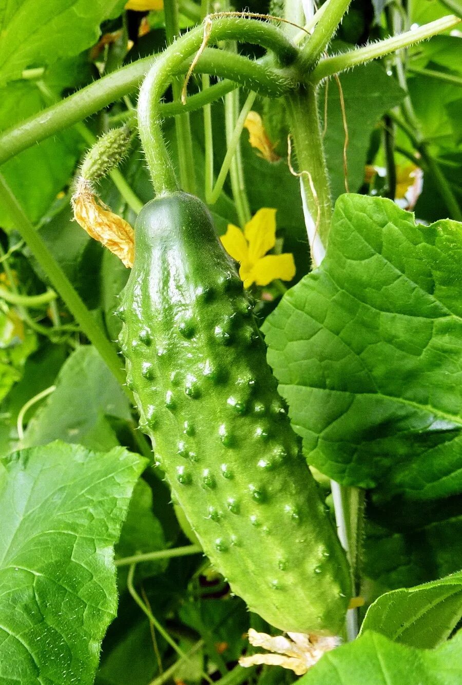 Гибриды огурца пчелоопыляемые. Гибриды огурца пчелоопыляемые. Гибриды огурца пчелоопыляемые. Огурцы партенокарпические и пчелоопыляемые. Современные сорта пчелоопыляемых огурцов.