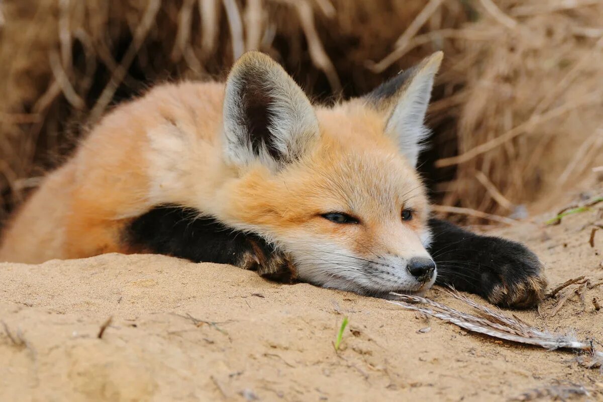 Лисенок. Kit Fox. Милая лиса. Милые лисы. Спящий Лисенок.