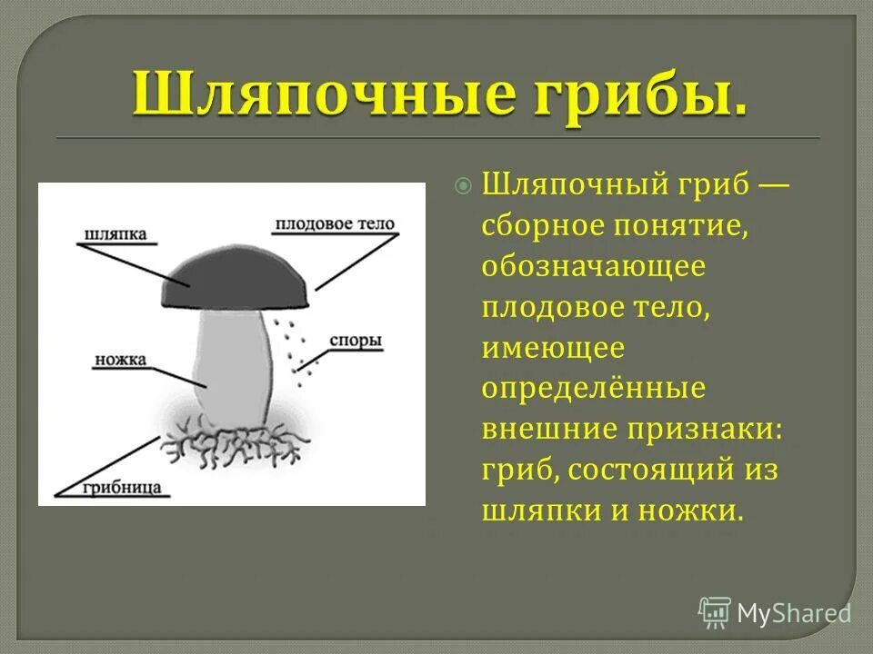 Белый гриб признаки