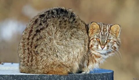 Амурский красный кот