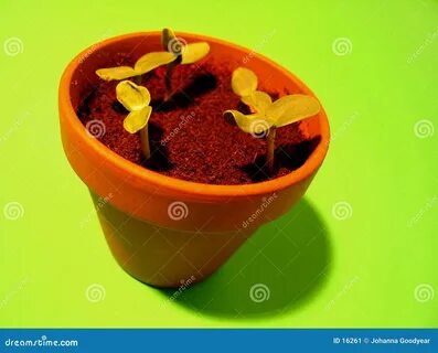 Image of grow, root, buds, water - 16261.