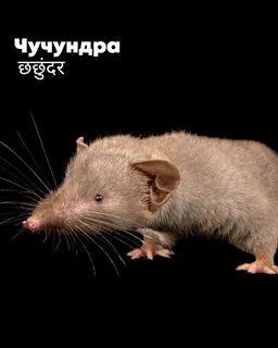 Как выглядит чучундра