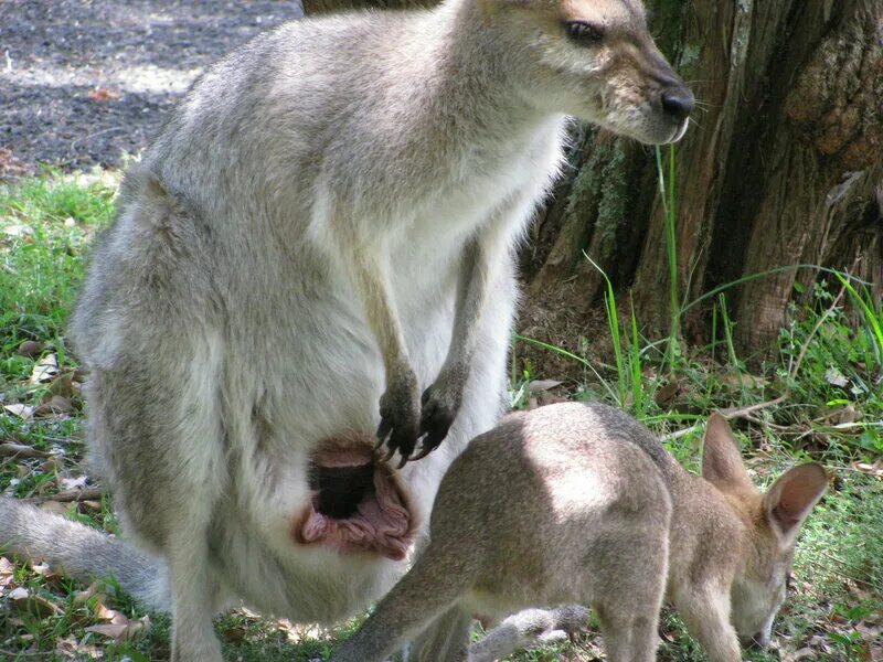 Adult Male Wallaby Cartoon drawings of animals, Animal planet, Wildlife habitat