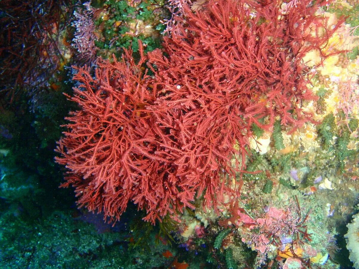 Красные водоросли анфельция. Анфельция водоросль. Анфельция складчатая. Анфельция (Ahnfeltia).