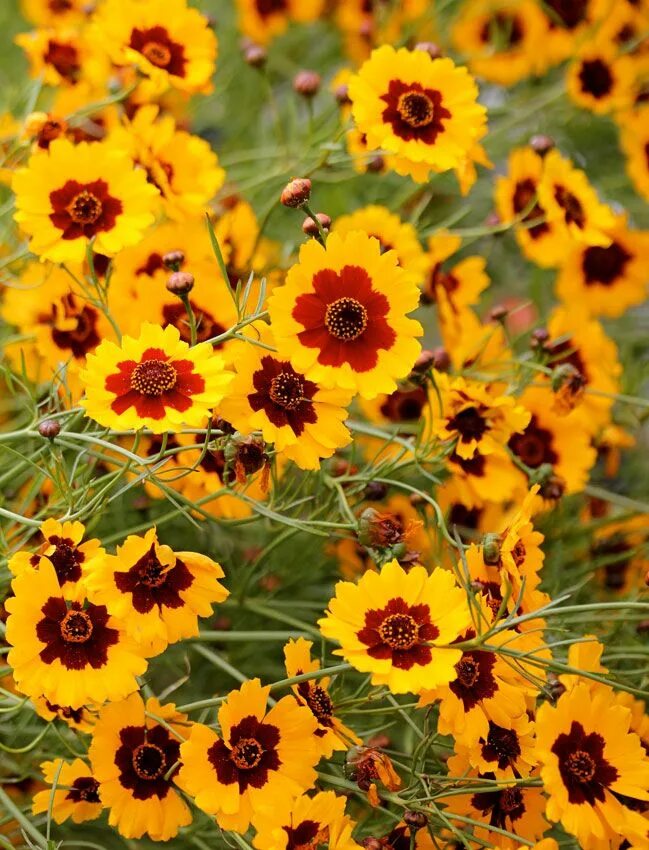 Желтые однолетники фото с названиями Wallpaper flowers, field, lawn, grass hd, picture, image