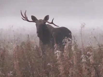Звуки лося во время гона