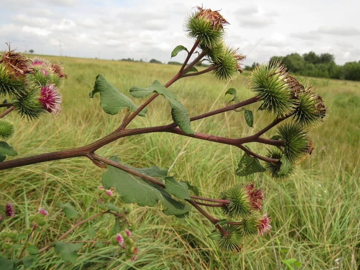 Куст лопуха. Лопух Arctium Lappa. Репейник обыкновенный. Лопух большой - Arctium Lappa l. Степной репейник.