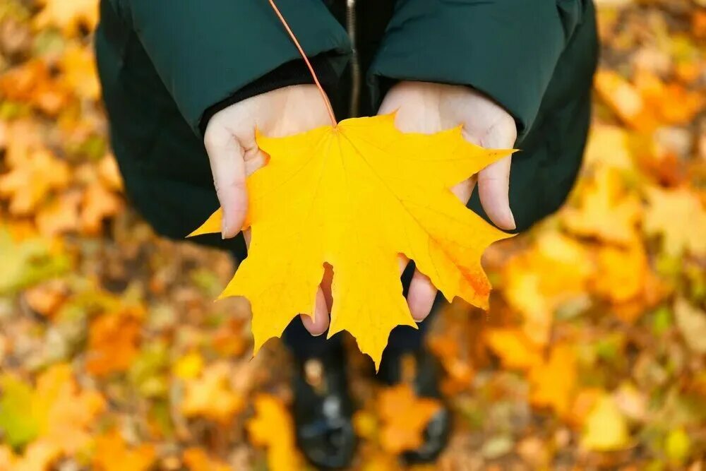 Да что говорить каждый осенний лист. Лист в руке. Осенние листья в руках. Кленовый лист в руке. Фотосессия осень желтые листья.