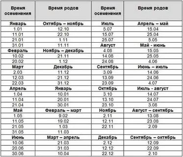 Срок беременности коровы в месяцах