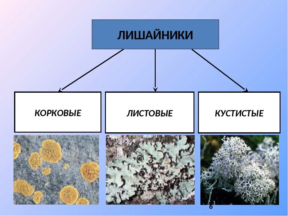 Лишайники накипные листовые кустистые. Что такое лишайники 3 класс. Виды лишайников биология. Впр 5 класс биология лишайники растения животные