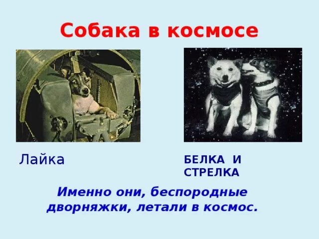 В каком году полетели собаки. Белка и стрелка космонавты. Собаки космонавты лайка белка и стрелка. Первые космонавты белка и стрелка для детей. Белка и стрелка которые летали в космос в 1961.