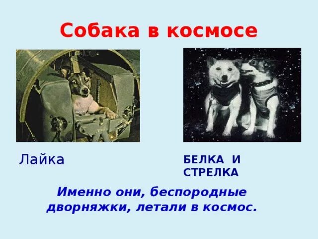 Кубасов фаркаш. Первые космонавты животные. Фелисетт кошка космонавт. Животные которые летали в космос. Первое животное полетевшее в космос.
