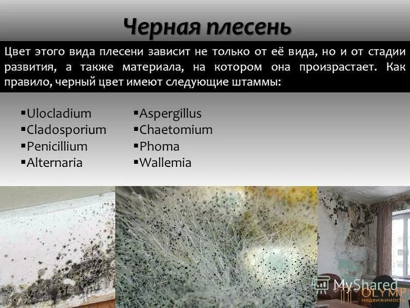 Как избежать плесени. Wallemia плесень. черная плесень. этапы развития плесени.