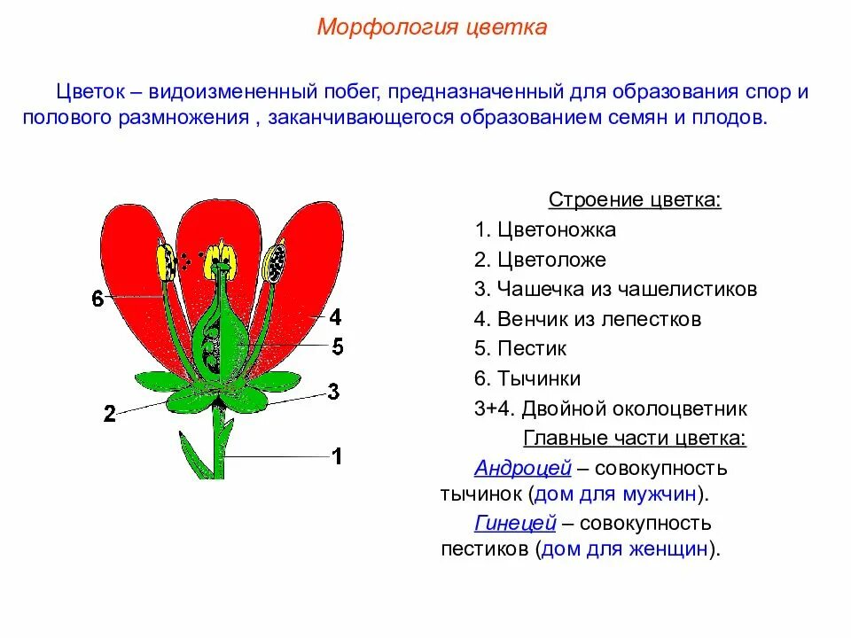 Цветок функции кратко. Цветок околоцветник генеративные органы. Строение цветка цветоложе. Морфологическое строение цветочных растений. Морфологическое строение цветка.