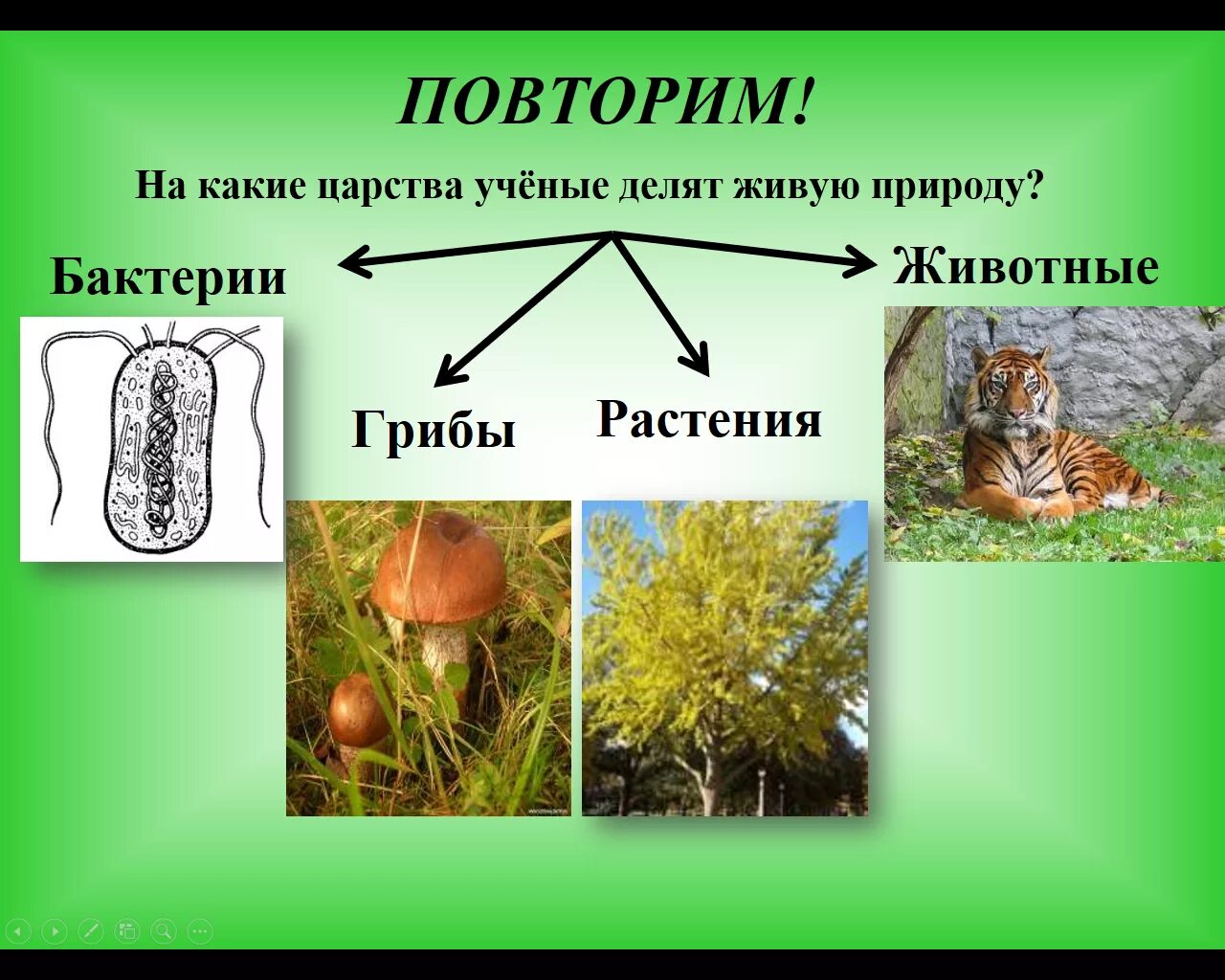 Количество царств живой природы. На какие царства ученые делят живую природу. Живая природа делится на царства. Царства живых организмов 5 класс. Грибы царство живой природы.