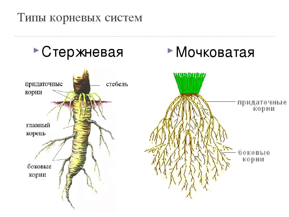 Из какой ткани состоит корень. Типы корневых систем стержневая и мочковатая. Стержневая и мочковатая корневая система. Строение мочковатой корневой. Мочковатый Тип корневой системы.