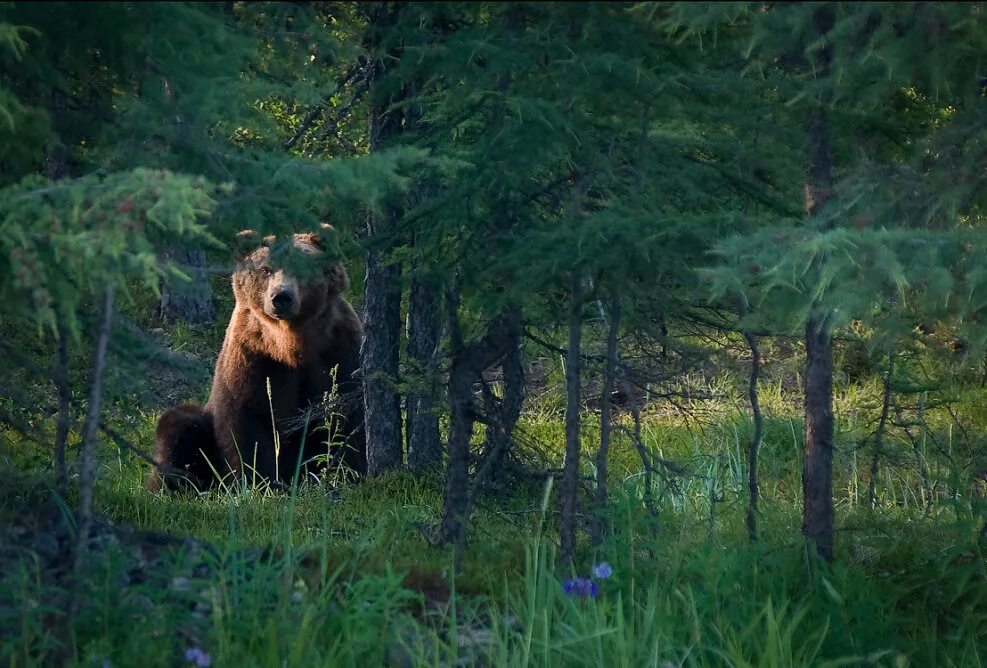 Дикое приключение без медведя в лесу
