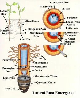 Plant biology
