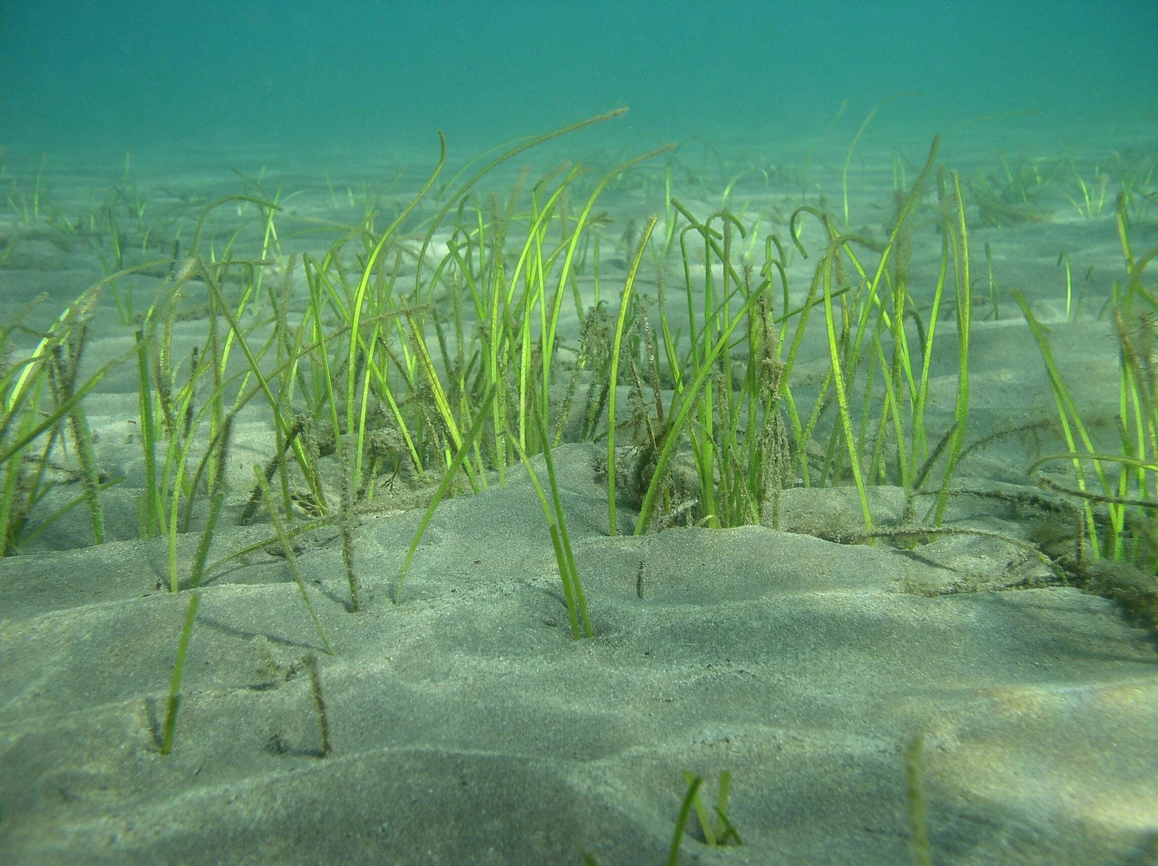 Водоросли дона. Посидония океаническая. Посейдония водоросли. Посейдония океаническая. Морская трава Посидония Океанская.