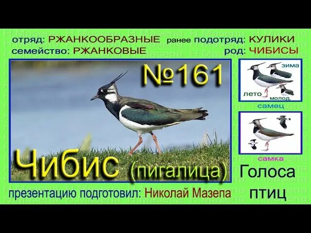 А птицы не умеют петь. Кулик ударение. Кулик ударение. Кулик птица ударение. Бекас кулик птица.