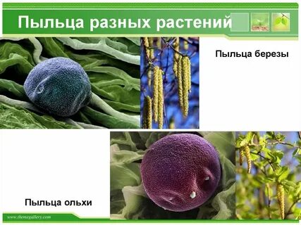 Виды пыльцы растений