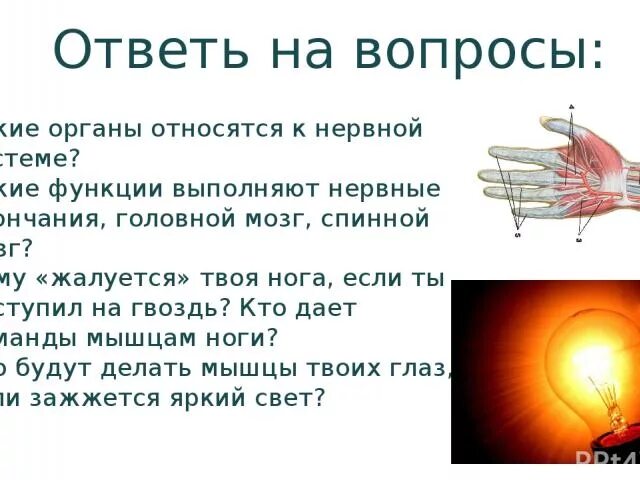 Тест на тему нервная. Вопросы по нервной системе. Нервная система вопросы. Вопросы про нервную систему человека. Вопросы по теме нервная система.