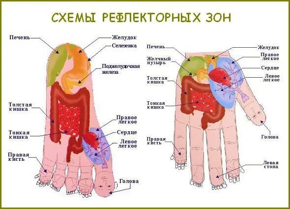Су-Джок терапия - стандартные системы соответствия - журнал Рецепты Здоровья Тер
