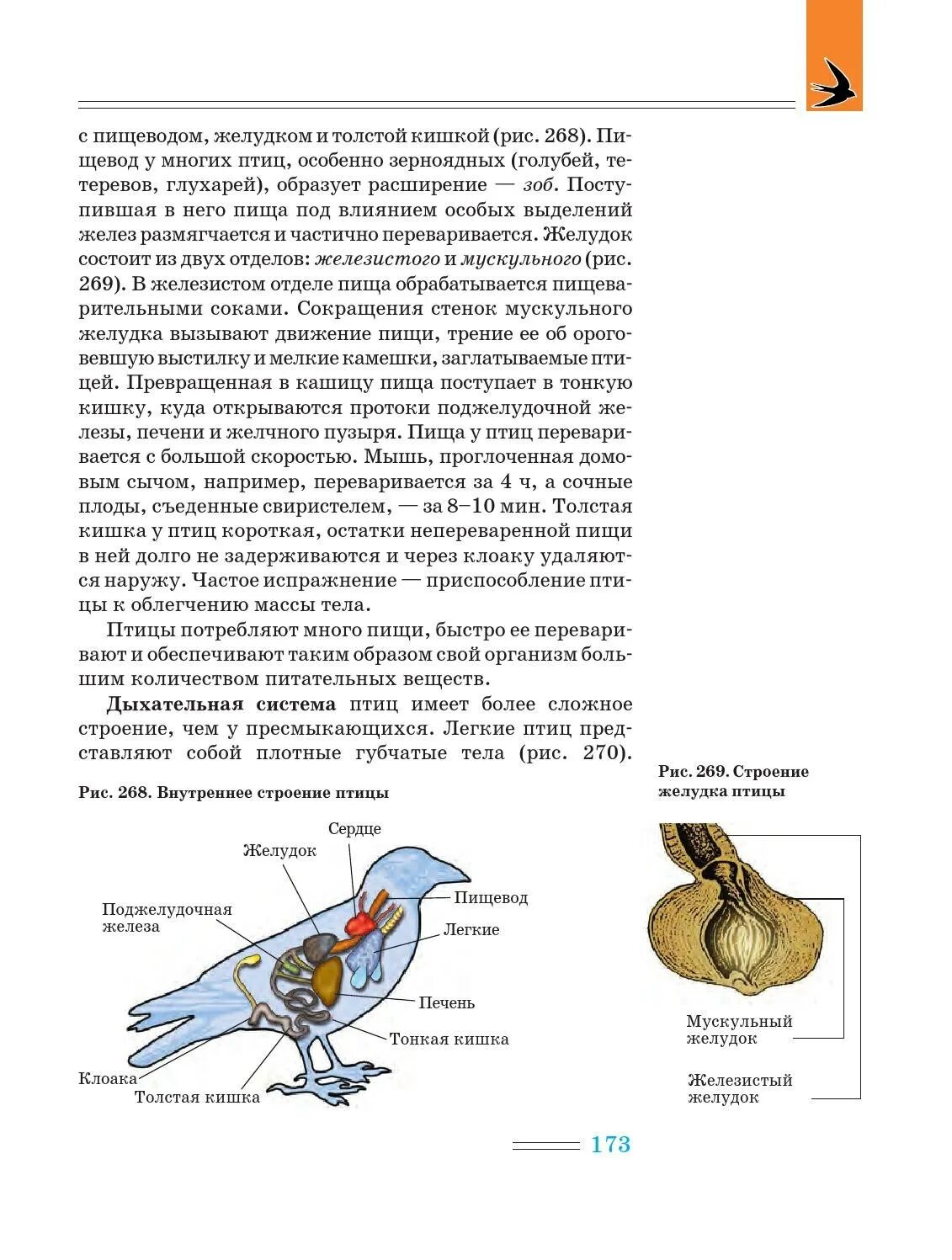 Зоб птицы анатомия. Пищеварительная система курицы анатомия. Строение пищеварительной системы птиц. Толстый кишечник птиц.