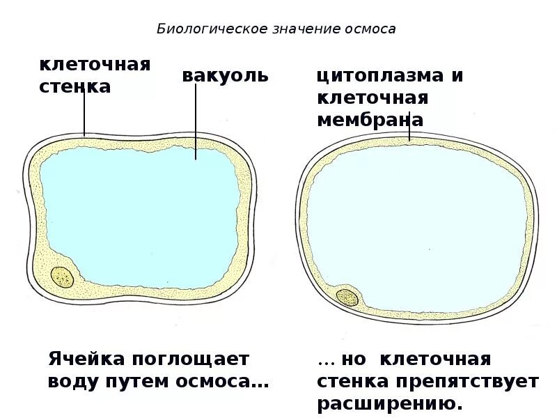 Вязкое полужидкое содержимое растительных клеток. Осмос в клетке растений. осмос в растительной клетке. процесс осмоса в растительных клетках. тургорное и осмотическое давление.