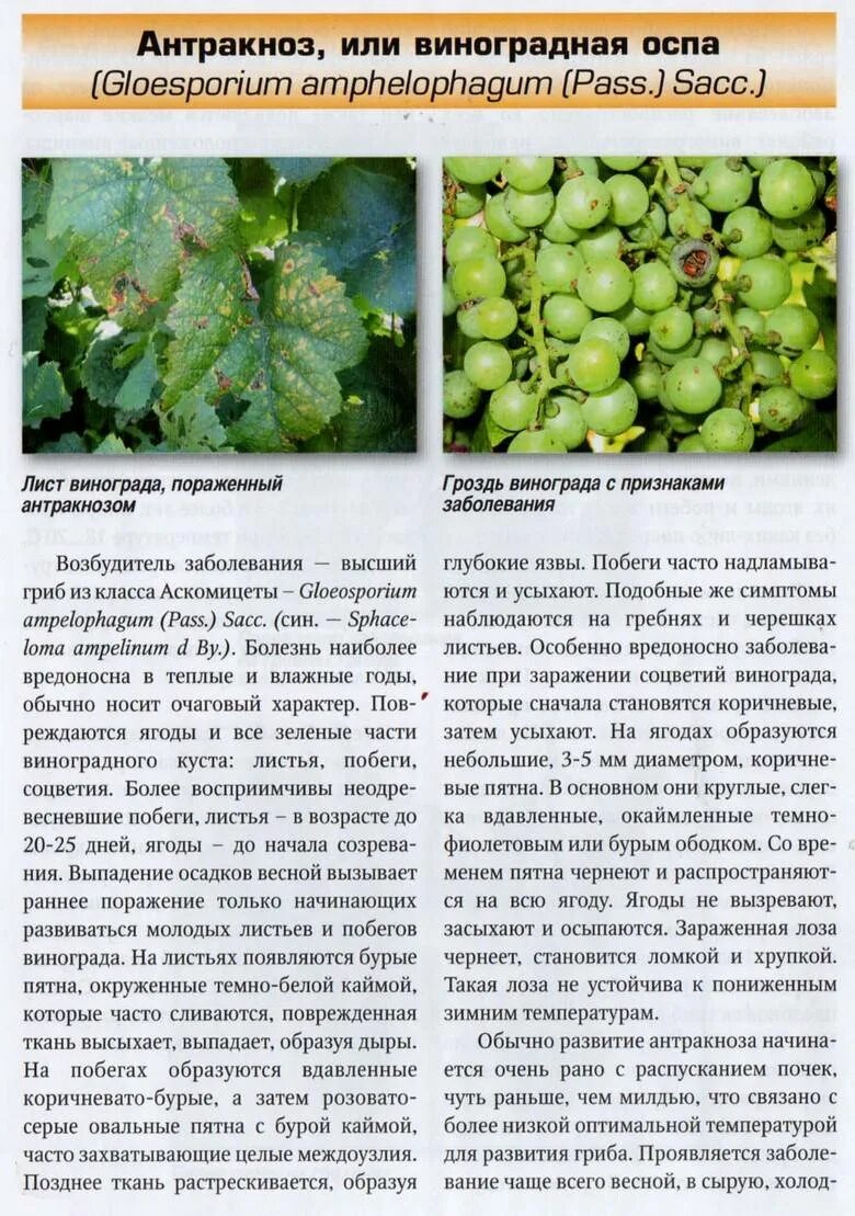 Болезни винограда фото и описание лечение