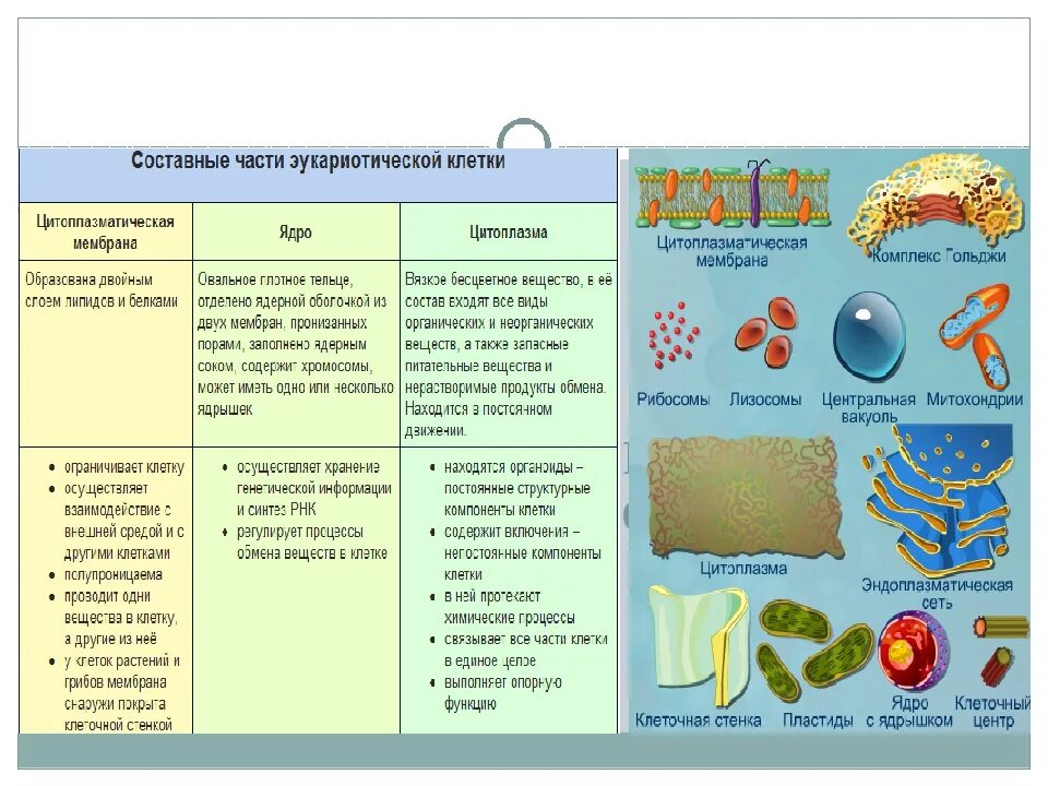 Органоиды клетки схема 10 класс. Структура и функции органоидов клетки. Таблица специфические органоиды растительной клетки. Органоиды клетки и их функции и строение 9 класс.