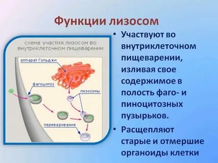 Лизосомы выполняют пищеварительную функцию