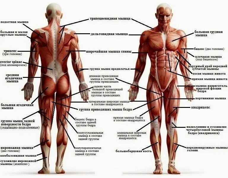 Строение человека мышцы анатомия. Мышечная система человека мышцы их строение и функции. Мышечная система схема строения. Назовите мышцы человека