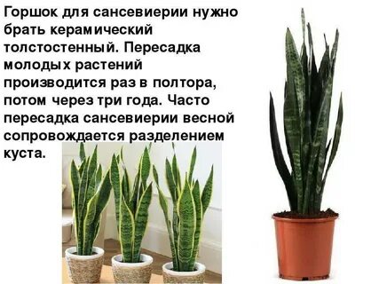 Сансевиерия какой грунт
