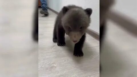 Медвежонок отправился