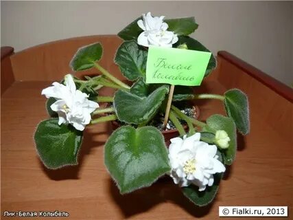 Белый лик