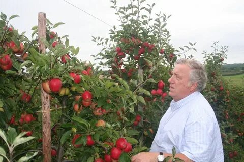 Яблоня вильямс