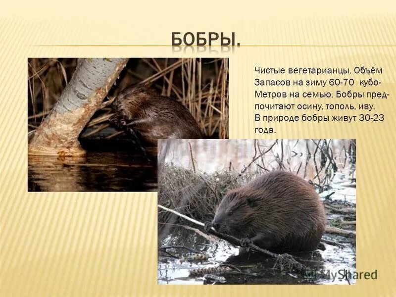 Схема норы бобра. Обыкновенный бобр плотина. Бобр готовится к зиме. Где живут бобры. Как бобры готовятся к зиме.