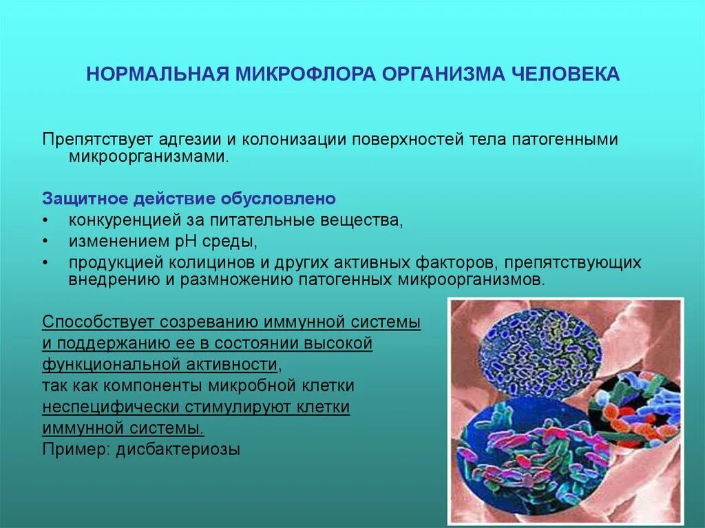 Факторы резистентности организма. Микрофлора организма. Микрофлора человека. Микрофлора человека кратко. Микрофлора микробиология.