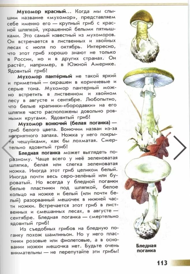 ядовитые растения и грибы стенд. атлас определитель растения 3 класс ядовитые растения. атлас-определитель от земли до неба 3 грибы. ядовитые растения окружающий ми. природа и наша безопасность ядовитые грибы.