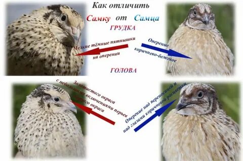 Как отличить перепелок