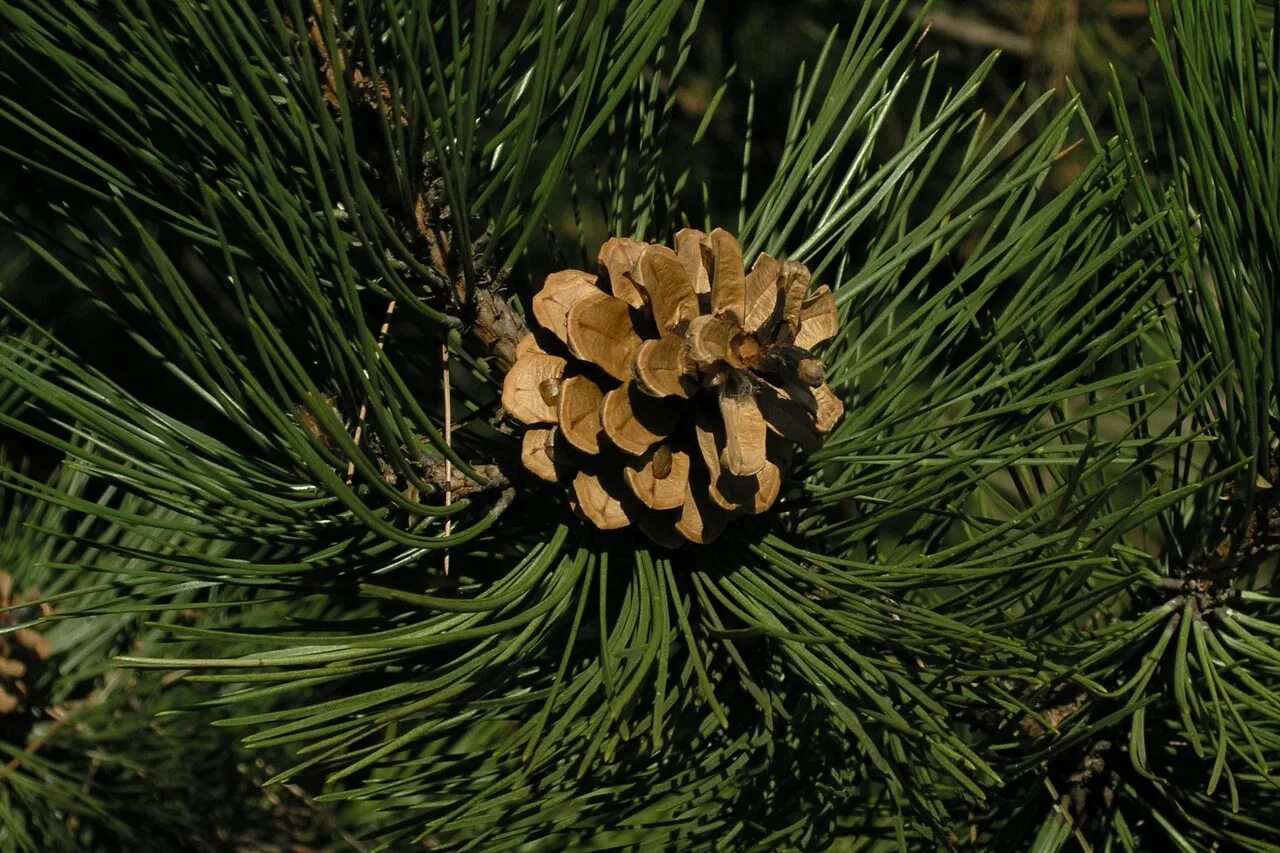 Сосна нигра описание. Сосна Pinus nigra. Сосна черная Пинус Нигра. Сосна черная (Pinus nigra). Сосна Австрийская черная Нигра.