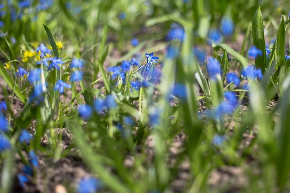 Подмосковная голубая пролеска. Пролеска Сибирская. Пролеска Сибирская в лесу. Пролеска в мае. Первые весенние синие цветы