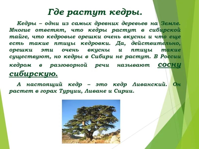 Где вырастают леса. Где растет кедр. Кедр растет в России. Сибирский кедр где растет. Кедр дерево где растет.