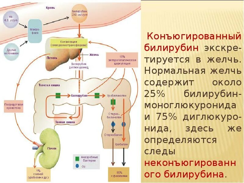 Связанный конъюгированный билирубин. Прямой связанный конъюгированный билирубин. биохимические характеристики конъюгированного билирубина. формула прямого билирубина биохимия. схема конъюгирования билирубина.