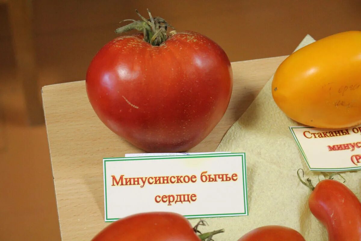 Минусинские томаты - обзор сортов probotsad Дзен