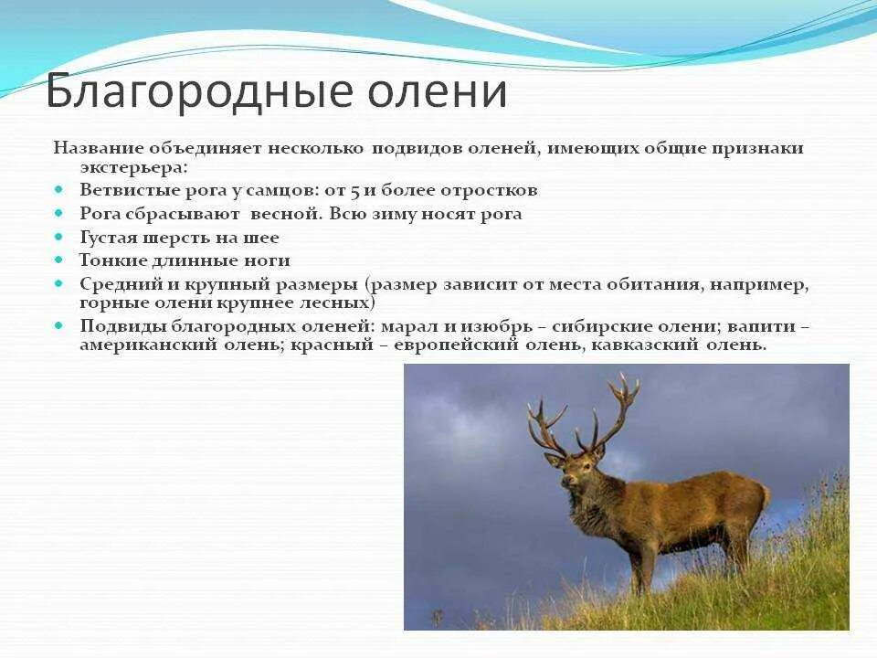 Научный текст про оленя. Описание оленя. Доклад про оленя. Олень Марал интересные факты. Олень Марал информация.