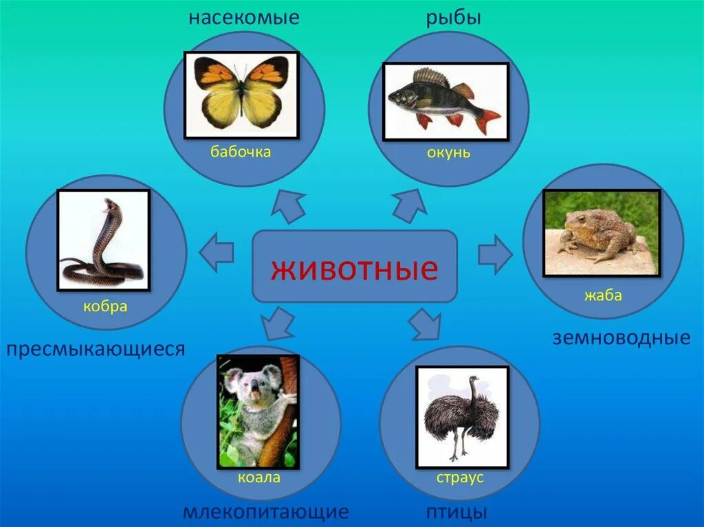 Млекопитающие животные птицы. Насекомые птицы рыбы. Птицы, рыбы и звери. Млекопитающие рыбы птицы.